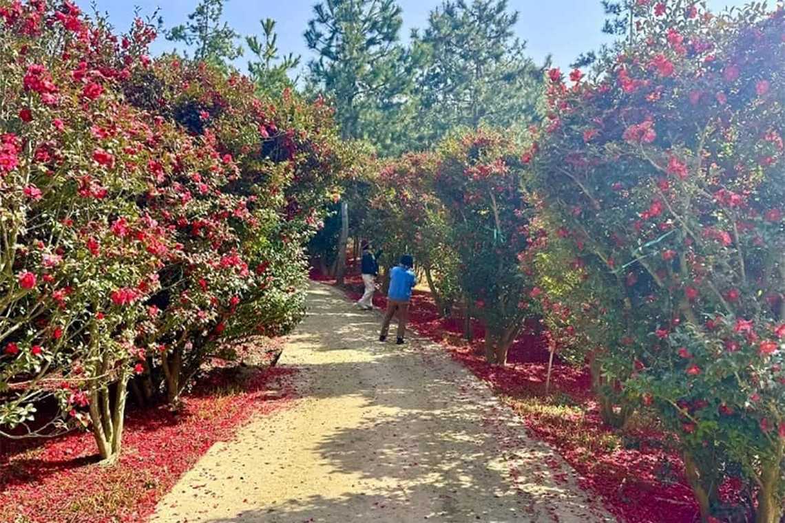 2025년 섬 겨울꽃 축제