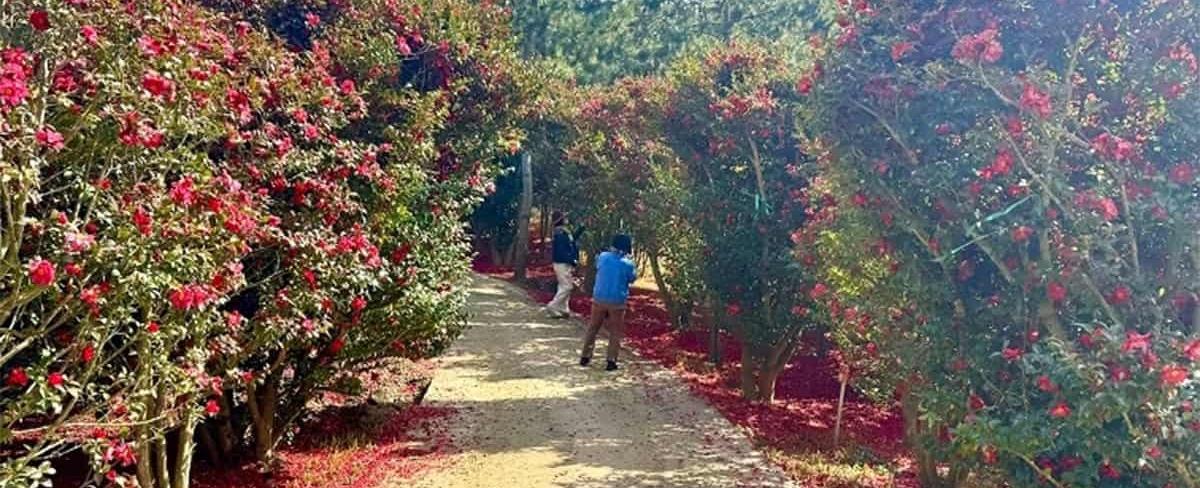 2025년 섬 겨울꽃 축제