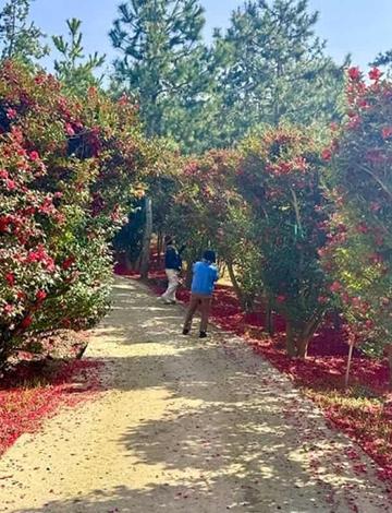 2025년 섬 겨울꽃 축제