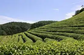 보성다향대축제