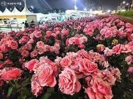 장미축제