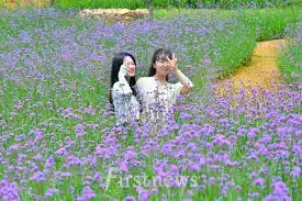 동화면 동화나라 버베나 축제