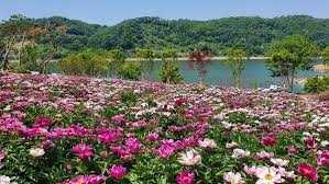 옥도 작약 꽃 축제