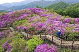 바래봉 철쭉제