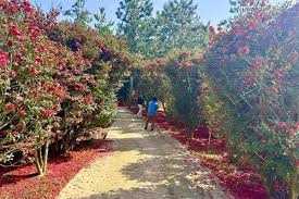 2025년 섬 겨울꽃 축제