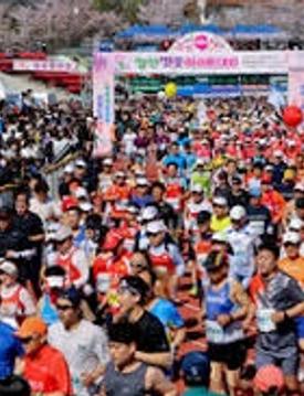 합천벚꽃마라톤대회