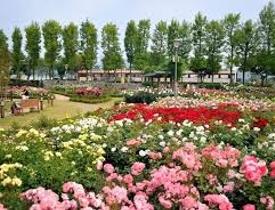 곡성세계장미축제