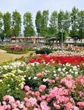 곡성세계장미축제