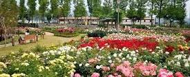 곡성세계장미축제