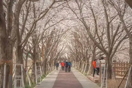 강서문화  야행