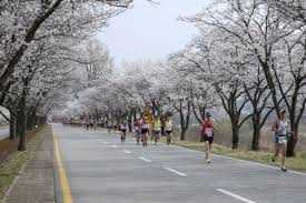 합천벚꽃마라톤대회