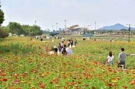 황룡강 가을꽃축제