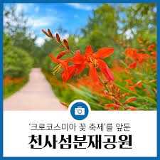 섬 크로코스미아 꽃축제