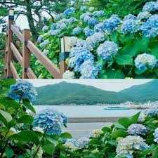 남부면 수국축제