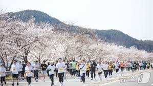 합천벚꽃마라톤대회