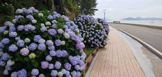 남부면 수국축제