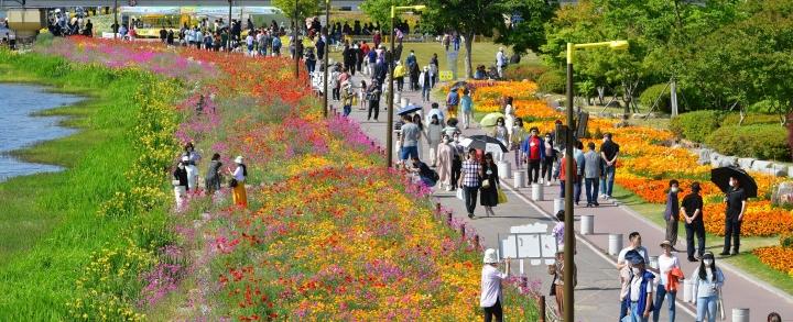 황룡강 (洪)길동무 꽃길 축제