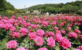 울산대공원 장미축제
