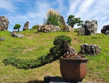 1004섬 분재정원 분재대전