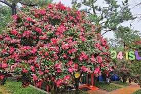 2025년 섬 겨울꽃 축제