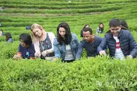 보성다향대축제