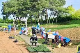 동화면 동화나라 버베나 축제