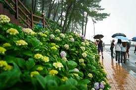 남부면 수국축제