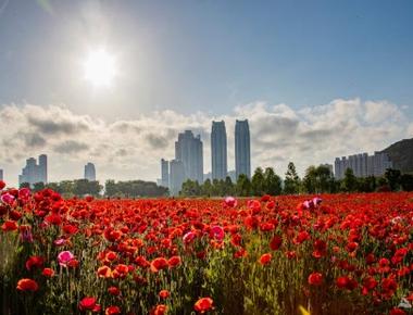 태화강 국가정원 봄꽃축제