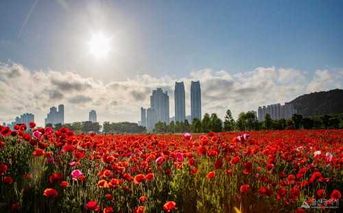 태화강 국가정원 봄꽃축제