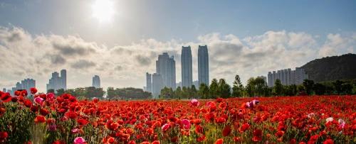 태화강 국가정원 봄꽃축제